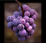 Quasi come... Newton