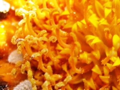 Come la curva che violenta l'agrumeto