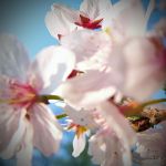 Torneranno a fiorire i ciliegi