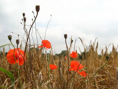 Una coperta di splendore