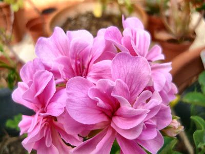 Fiori d'arancio Fiore di limone