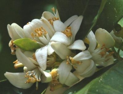 Basta un fiore per far ridere il cielo