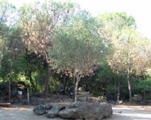 S�alzava al cielo possente