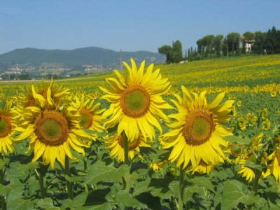 Mari di girasoli