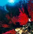 Riflessi di rossi coralli
