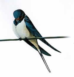 Una rondine fa primavera  