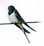 Una rondine fa primavera  