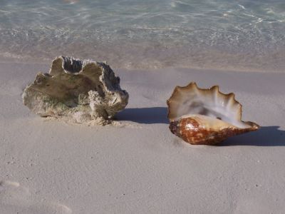 L'anima � una conchiglia  