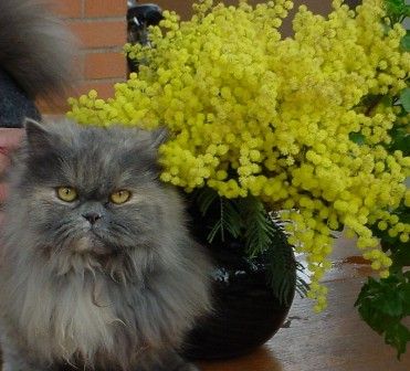 Il miao più dolce che ci sia