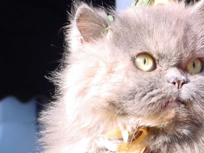 Piciulina sulla soglia