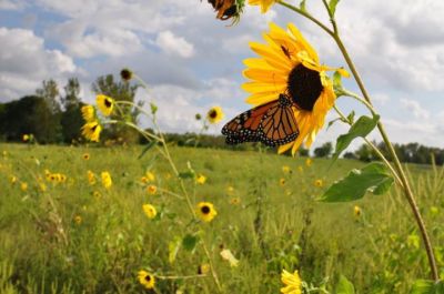 Ho bisogno d'azzurri