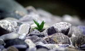 Il gridare del coraggio  