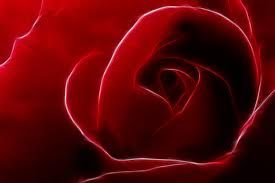 Dei feriti gambi di rose