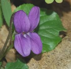 Viola delle aiuole