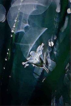 Senza sogni e stelle