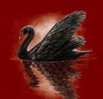 Il cigno nero e la farfalla