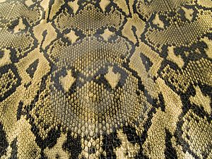 Pelle di serpente