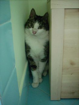 Chiss� dove vanno i gatti quando muoiono