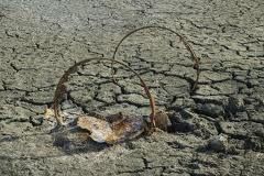 In ogni goccia un volto