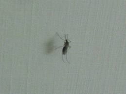 Dalla parte delle zanzare