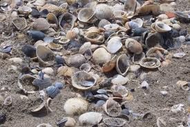 Tra deserto e deserto