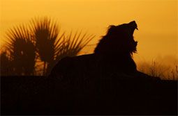 La vita � un sogno