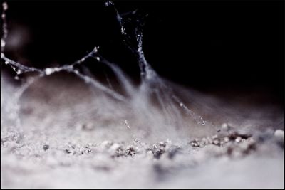 Nostalgia di maturit� (pensieri del ragno)