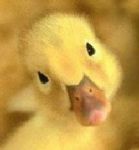 Del qui quo qua, del qui pro quo e di tutti i paperi del mondo