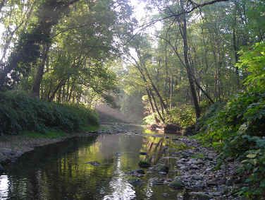 Tra l'incessante melodia del bosco silenzioso, muto  