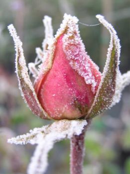 Quanto a lungo durer� questo inverno