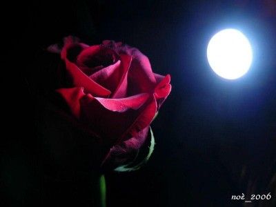 La Bestia e la sua Rosa