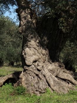 Gli ulivi hanno gli occhi