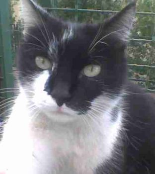 Dolce amica del mattino