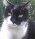 Dolce amica del mattino