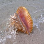 Una giornata al mare