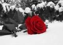 La rosa e la neve