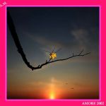 Amore amore senza fragore