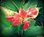 Se si tratta di un sogno  