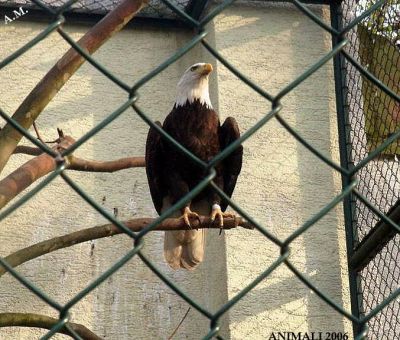 Un'aquila in prigione