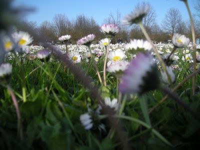 Il cuore trabocca di primavera