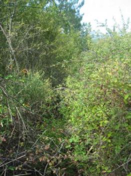 Nel sentiero della Vita