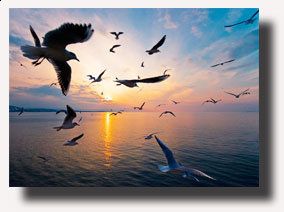 Ero in volo, senza nido  