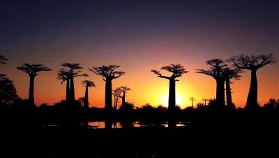 Rami come radici di cielo  