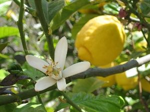 Baccante stranita nella festa della vita  