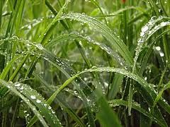 Prima che torni sera