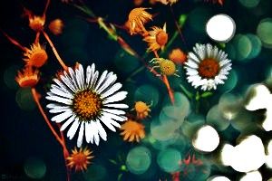 Le teste delle margherite