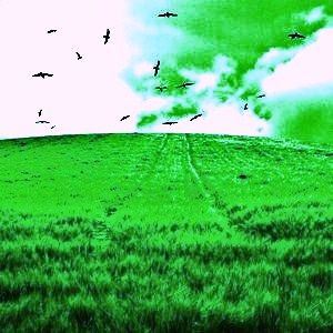 Lo stormo dei sussurri lontani