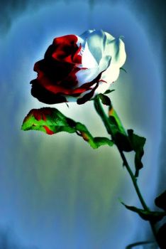 L'Agonia della vie en rose