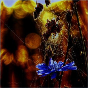 Delle ragnatele i petali