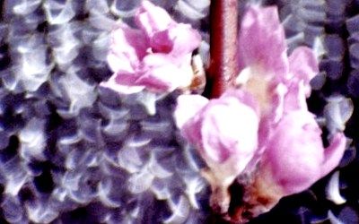 Il Kata ha il nome di una donna: Momoka  